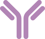 Light purple antibody icon for mammalian biologics CDMO services from Cytovance Biologics.