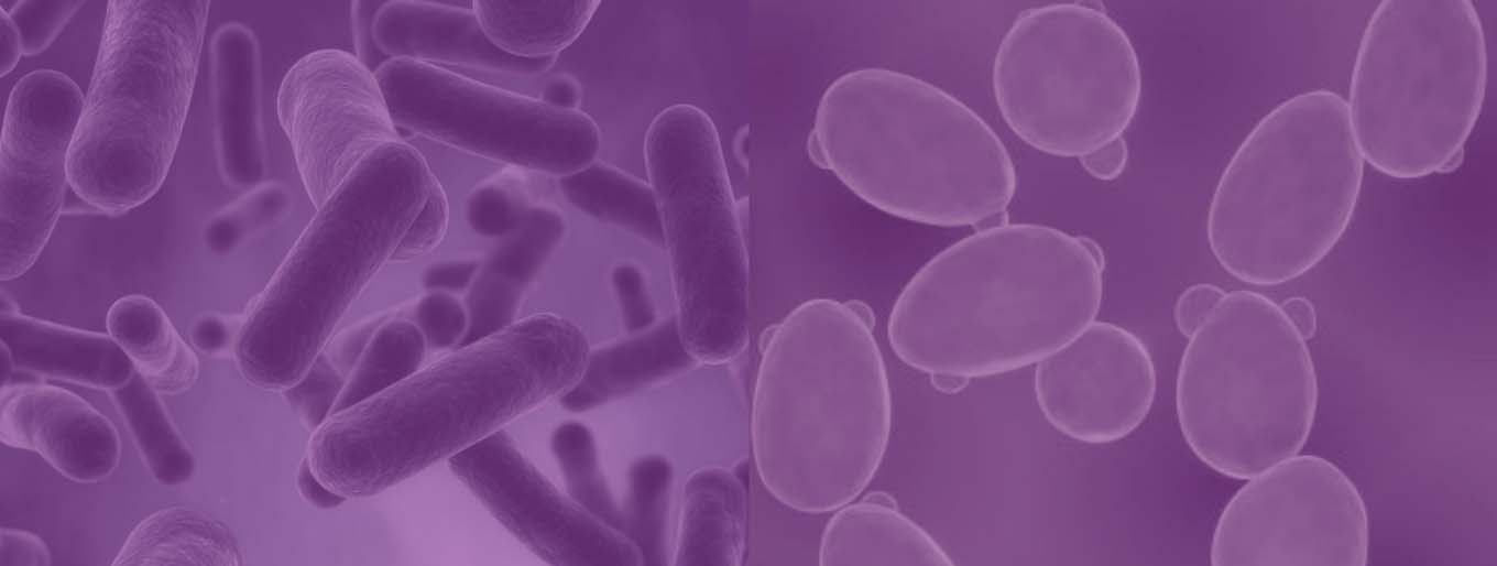 Cytovance offers strain development including e. Coli, Pichia, Saccharomyces cerevisiae.