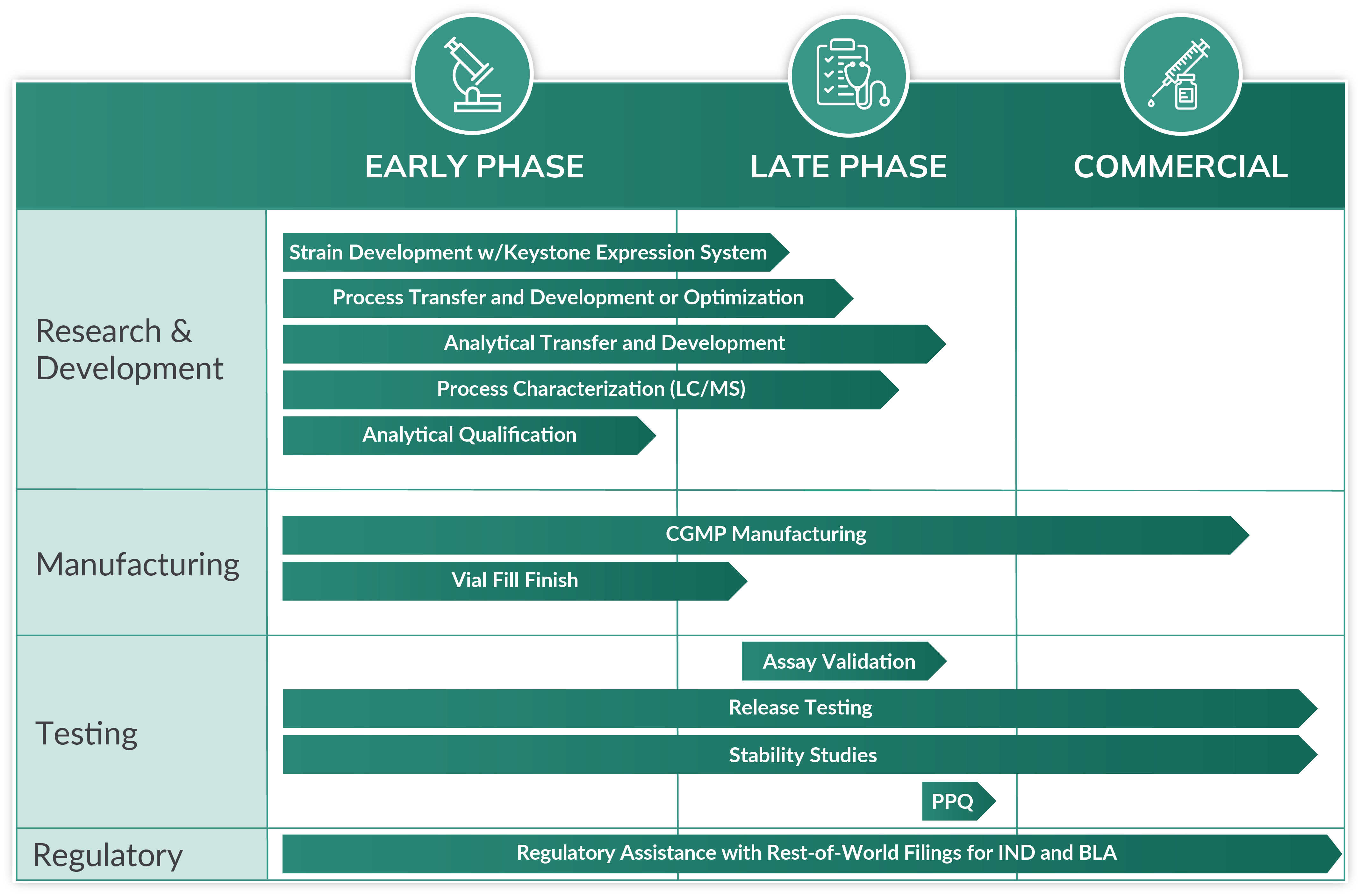 Cytovance's microbial CDMO services across the drug product lifecycle.
